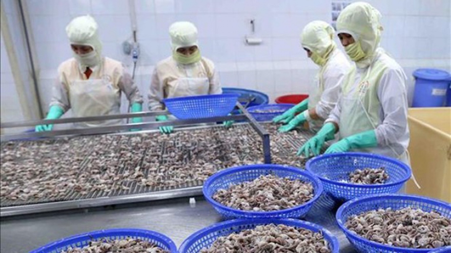 Squid, octopus exports to China on the rise